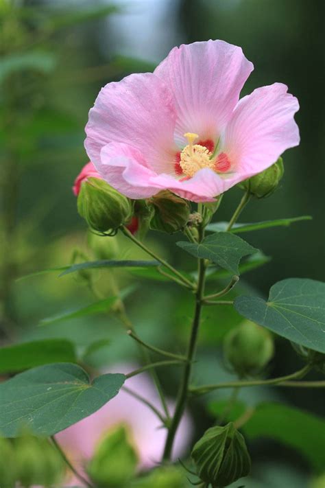 芙蓉 植物|木芙蓉